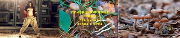 шишки Покров